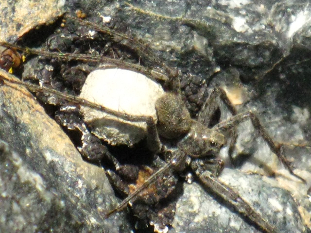Spider North of Banner Peak, 11,154 feet